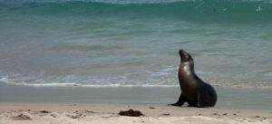 GALÁPAGOS Sea Lion