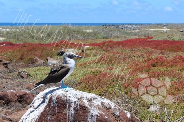 Blue Footed Booby on Isla North Seymour