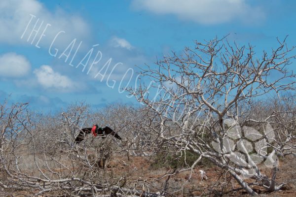 Frigate Bird on Isla North Seymour