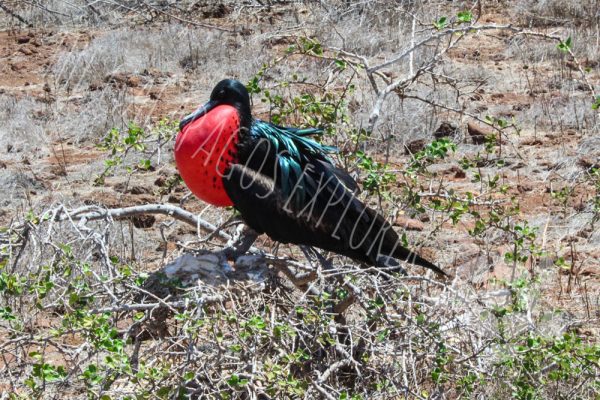 Frigate Bird