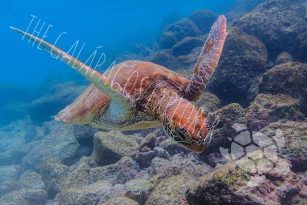 Galapagos Green Turtle
