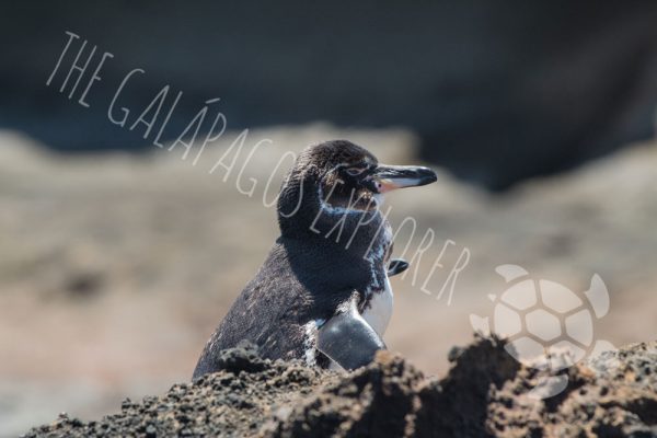 Galapagos Penguin