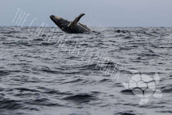 Humpback Whale
