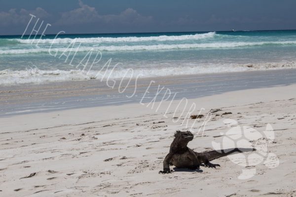 Iguana at Tortuga Bay, Isla Santa Cruz