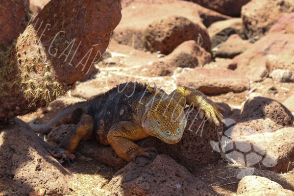 Land Iguana