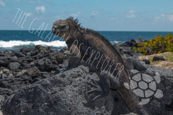 Marine Iguana