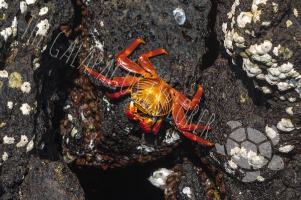 Sally Lightfoot Crab