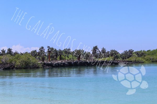 Tortuga Bay, Isla Santa Cruz